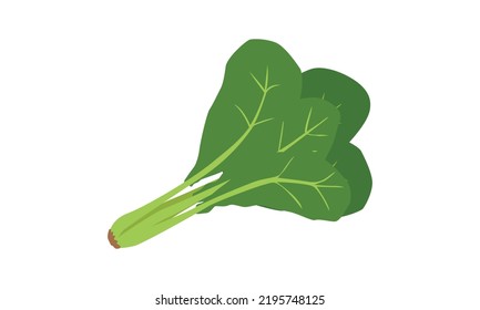 Simple spinach clipart vector illustration isolated on white background. Spinach with root and leaves flat cartoon style. Spinach sign icon. Organic food, vegetables and restaurant concept