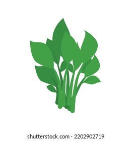 simple spinach icon on white background