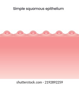 Simple Squamous Epithelium Vector Illustration Background