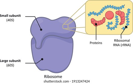 Simple Structure 80s Ribosome Eukaryotic Cell Stock Vector (Royalty ...