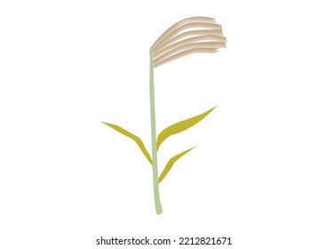It is a simple and stylish illustration of pampas grass.
