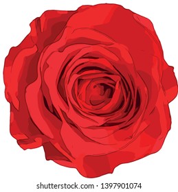 Simple Summer Red Rose Illustration taken from an original photograph in my garden