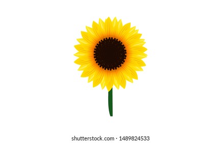 Simple sunflower illustration for display
