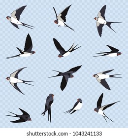Simple Swallows on a light blue transparent background. Thirteen flying swallows in cartoon style. Flying birds in different views. Design elements.