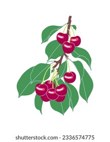 Simple sweet cherry tree branch with red berries and green leaves isolated on white background. Healthy natural food. Garden plant part with ripe cherries. Vector flat illustration.