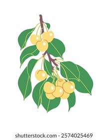 Simple sweet cherry tree branch with yellow berries and green leaves isolated on white background. Healthy natural food. Garden plant part with ripe cherries. Vector flat illustration.