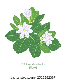 Rama simple de gardenia tahitiana aislada sobre fondo blanco. Flores de tiara blanca, brotes y hojas verdes de arbusto tropical perenne en flor. Ilustración plana de Vector botánico. 