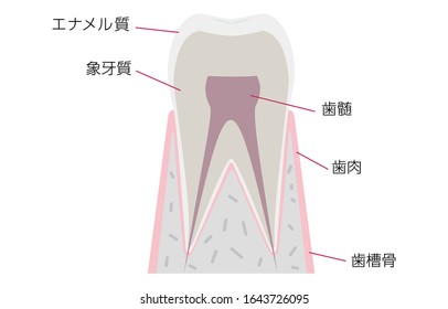 Simple tooth anatomy with names of each part in Japanese
Translation: enamel, dentin, pulp, gingiva, alveolar bone