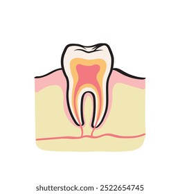 Vetor de Anatomia Dentária Simples, Estrutura de Dente, Ilustração de Dente e Goma, Vetor de Imagem Dental, Ilustração Simples de Dente Humano.