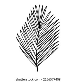 Simple ilustración de hoja tropical. Clíparte vector dibujada a mano. Doodle botánico para impresión, web, diseño, decoración, logotipo.
