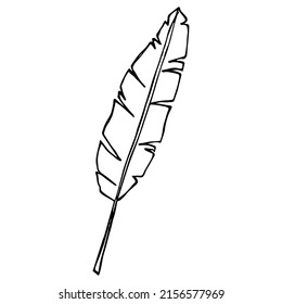 Simple ilustración de hoja tropical. Clíparte de hoja de plátano vector dibujada a mano. Doodle botánico para impresión, web, diseño, decoración, logotipo.