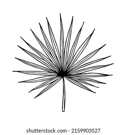 Simple ilustración de hoja tropical. Clíparte vector dibujada a mano. Doodle botánico para impresión, web, diseño, decoración, logotipo.