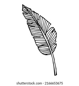 Simple ilustración de hoja tropical. Clíparte de hoja de plátano vector dibujada a mano. Doodle botánico para impresión, web, diseño, decoración, logotipo.