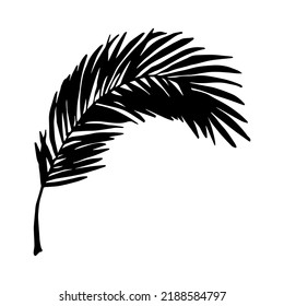 Simple tropical leaf illustration. Hand drawn vector clipart. Botanical doodle