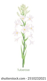 Simple Tuberose isolated on white background. White flowers, buds and green leaves on high stem of flowering garden plant. Botanical vector flat illustration.