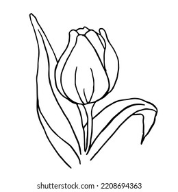 Simple Tulip. Sketch Black And White. Flower Vector Illustration