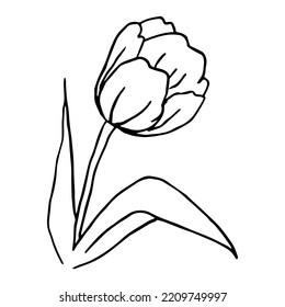 Simple Tulip Sketch Black White Flower Stock Vector (Royalty Free ...