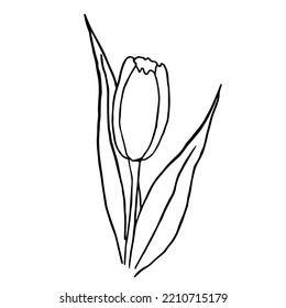 Simple Tulip. Sketch Black And White. Flower Vector Illustration