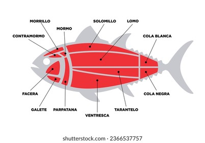 Simple Tuna Cuts diagram (ronqueo). Parts of tuna written in Spanish. 