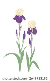 Simple two iris branches isolated on white background. Big flowers with purple and yellow petals, buds and green leaves on high stem of flowering garden plant. Botanical vector flat illustration. 