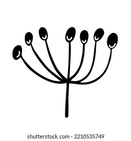 Simple umbel inflorescence vector icon. Hand drawn illustration isolated on white. Black outline, doodle. Round berries on a stem. Botanical sketch of a field plant. Clipart for cards, posters, prints