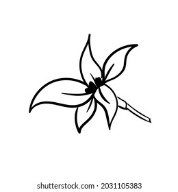 A simple vanilla flower. Decor element. Vector illustration isolated on white background.