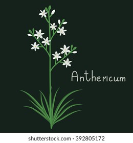 Simple vector anthericum plant illustration