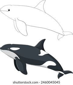 Simple vector art of a beluga and orca whale.