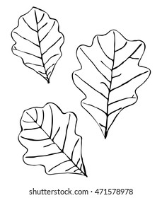 Simple vector art of oak leaves with veining