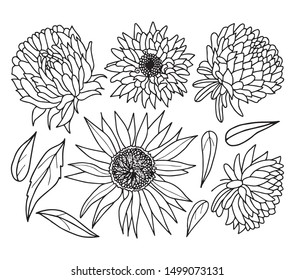 Simple vector astra and sunflower flowers, leaves, petals and brunches. Set of outlined  elements for your designs with simple hand lettered sign. colring book, print, educational and botanical manual