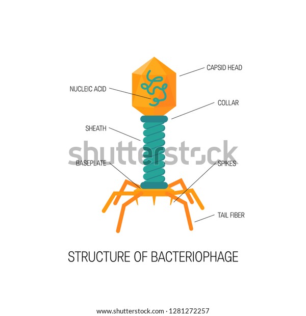 Simple\
vector bacteriophage virus icon in flat\
style.