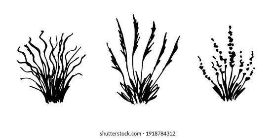 Simple vector black outline drawing. Desert steppe plants, feather grass, bushes, algae, pampas bunches. Nature, prairie landscape. Herbal elements set.