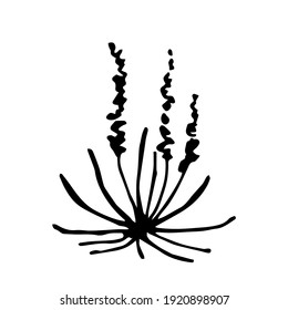 Dibujo simple de contorno negro vectorial. Bosque de hierbas, algas, plantas silvestres. Esbozo de tinta. Naturaleza, paisaje, jardinería.