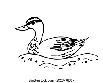 Simple vector black outline drawing. A wild duck swims on the water. Hunting season, nature. Ink sketch.