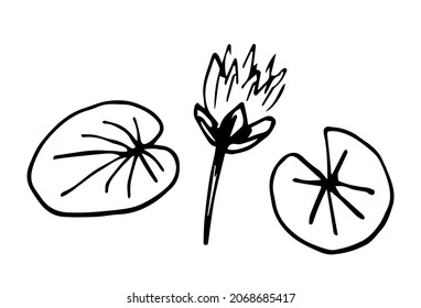 Simple vector black outline drawing. Water lily flower and leaves, bud. Pond, lake plant. Nature and vegetation. Ink sketch.