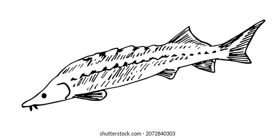Simple vector black outline drawing. Sturgeon beluga fish. Protected endangered animals. Ink sketch. Wildlife, river fauna.