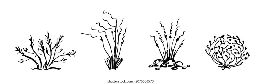 Simple vector black outline drawing. Desert steppe plants, feather grass, dry bushes, weeds, bunches of pampas. Nature, prairie landscape. Wild herbal elements set.