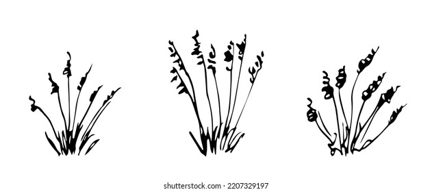 Simple vector black outline drawing. Desert steppe plants, feather grass, bushes, pampas bunches. Nature, prairie landscape. Herbal elements set.