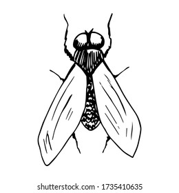 Simple vector black and white freehand drawing. Insect fly, ink sketch.