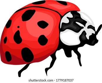Simple Vector Design of Black and Red Ladybugs