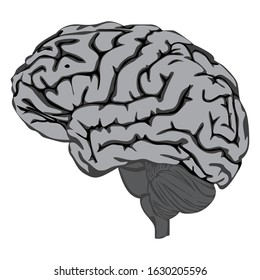Simple Vector Design of a Brain in White and Black
