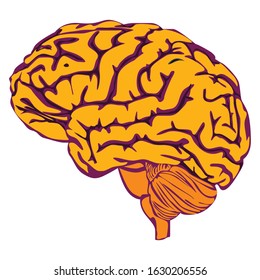 Simple Vector Design of a Brain in Yellow and Purple