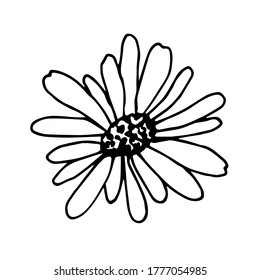 Simple vector drawing in black outline. Daisy flower isolated on a white background. Petals, element of nature, garden plants.