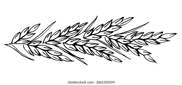 Simple vector drawing in black outline. A bunch of ears of wheat, grain plants, spikelets. Cultivation of agricultural crops, farm harvest. Cereals, for labels packaging of flour, bakery products.