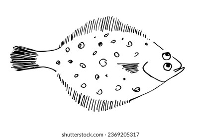 Simple vector drawing with black outline. Flatfish flounder. Seafood. Sketch in ink.