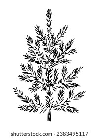 Simple vector drawing with black outline. Coniferous tree, pine. Sketch in ink.
