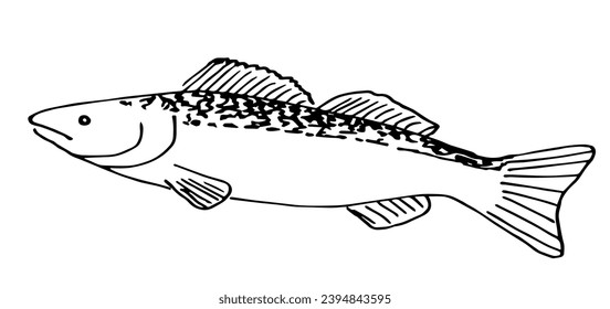 Simple vector drawing with black outline. River freshwater fish pike perch. Fishing gear. Nature, animals.