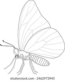 Simple vector drawing of a butterfly in flight