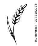 Simple vector drawing with charcoal pencil. Spikelet of wheat isolated on white background. Cereals, bakery products, flour.