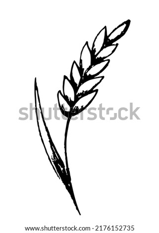 Simple vector drawing with charcoal pencil. Spikelet of wheat isolated on white background. Cereals, bakery products, flour.